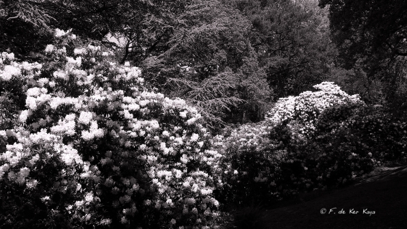 Bois des Moutiers (324) Mai 2012